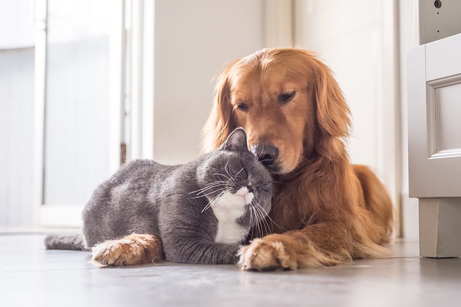 Pet Insurance - Cat and Dog Embrace on the Kitchen Floor